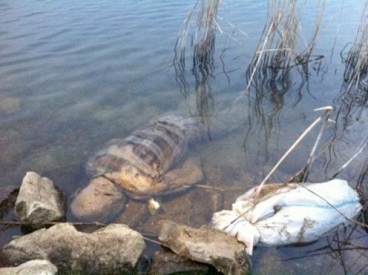 Cadavru, descoperit plutind pe Canalul Dunăre Marea Neagră, la Satu Nou